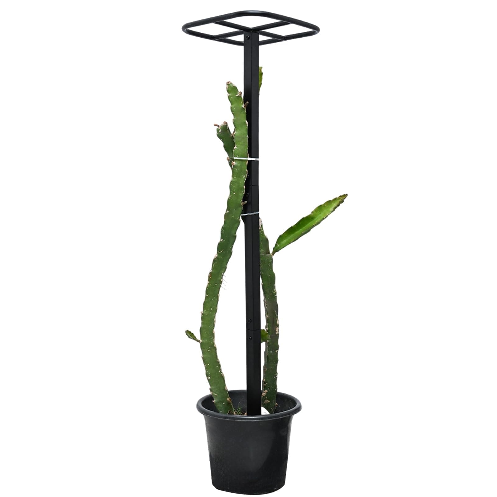 50" Dragon Fruit Trellis for Climbing Plants – Metal Vertical Support Frame