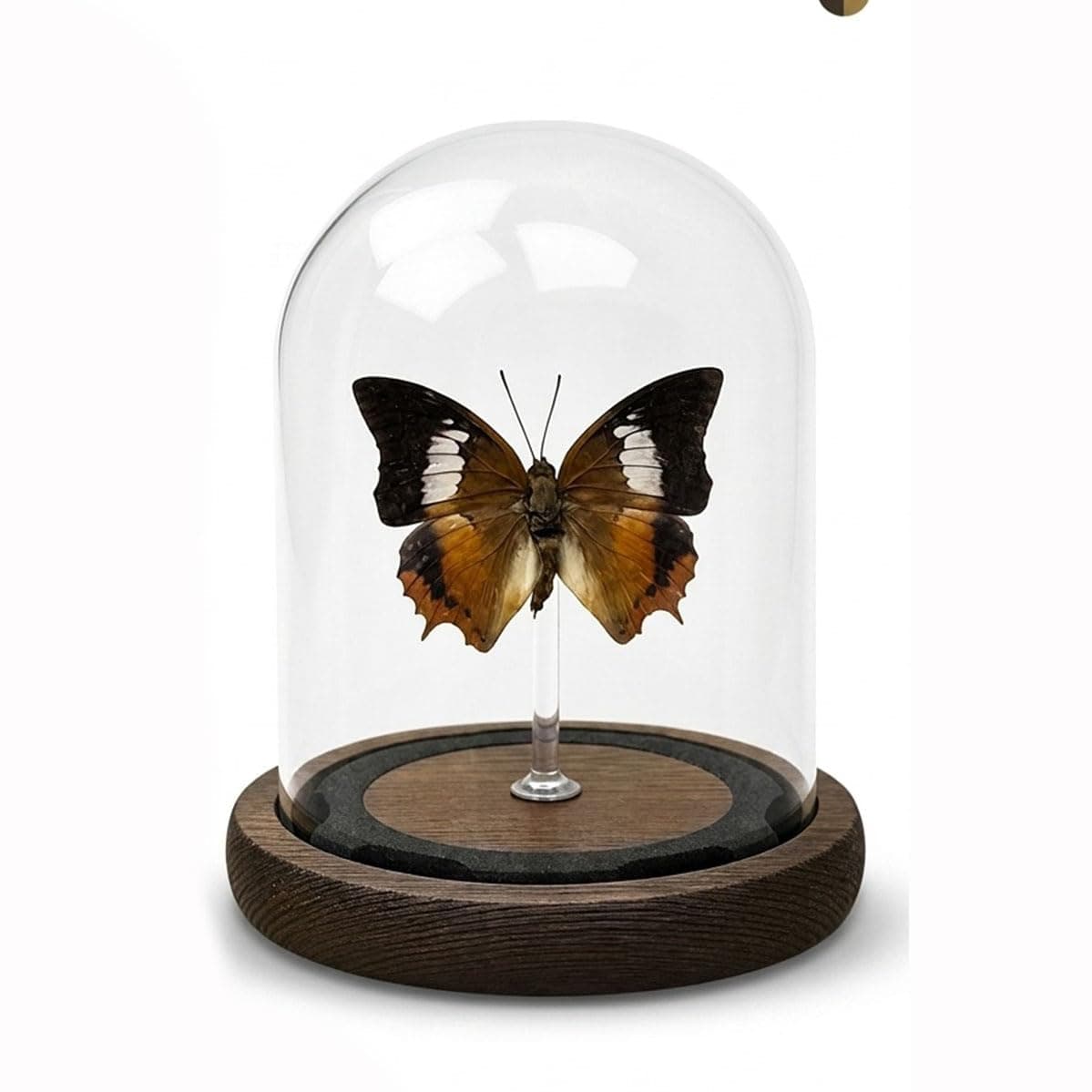 Wugakio 1pc Decorative Butterfly Specimen Glass Dome, Vintage Style Taxidermy Art, Table Top Centerpiece for Wedding Party, Unique Memorial Gift (Charaxes bernardus)