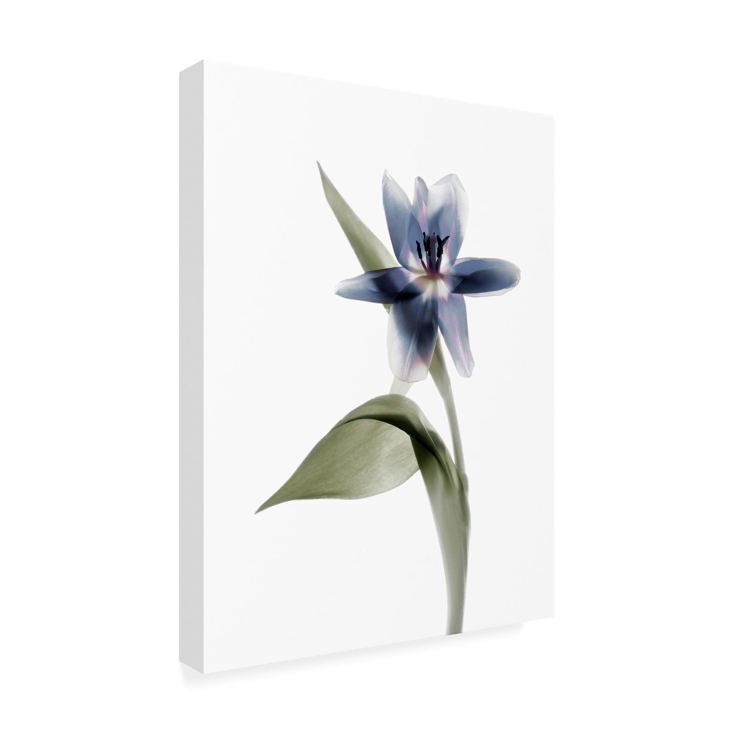 Wrapped Canvas Wall Art - Judy Stalus 'Xray Tulip VII' Wall Art for Living Room, Bedroom, or Office Décor - 24x32
