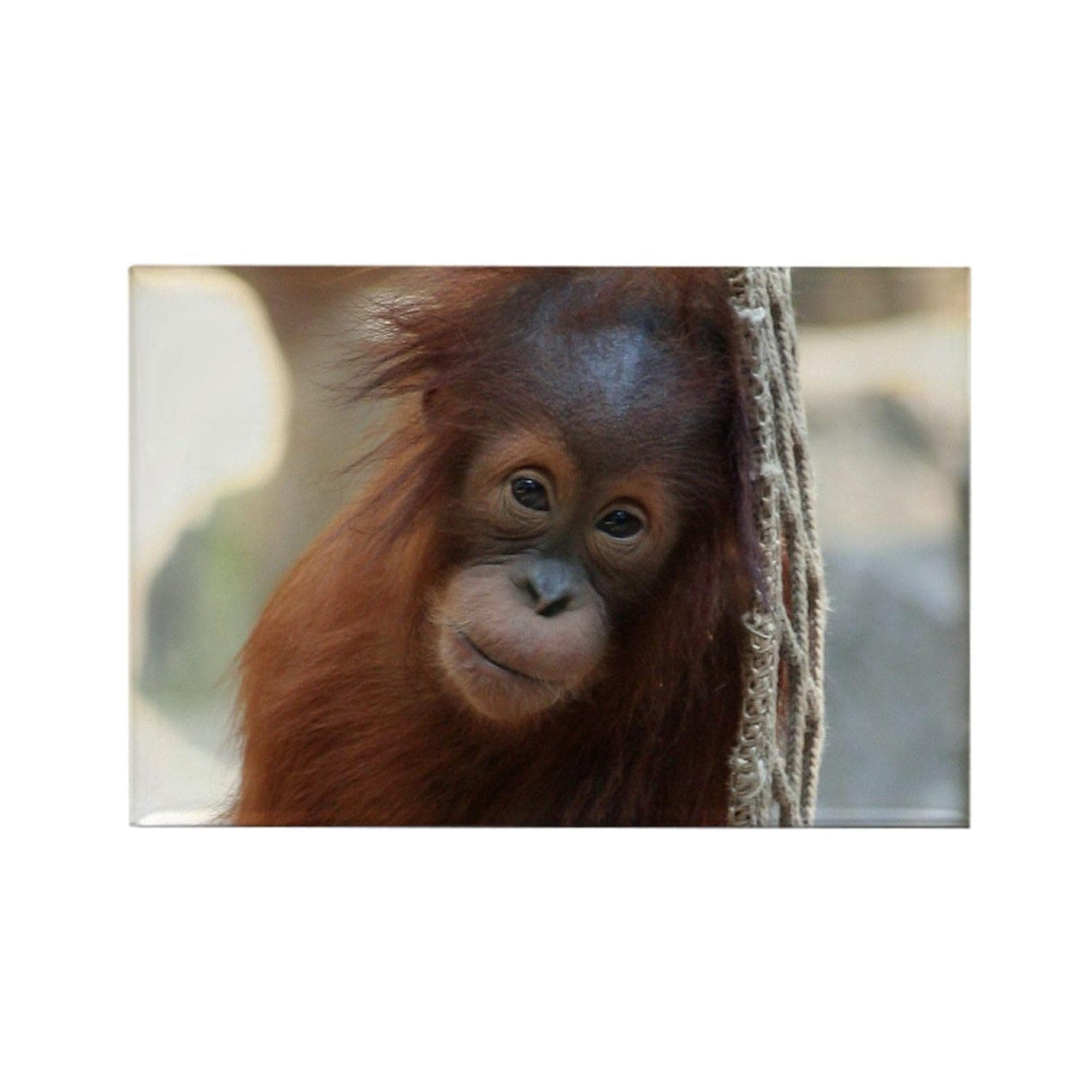 CafePress OrangUtan20141205 Magnets Rectangle Magnet, 3"x2" Refrigerator Magnet