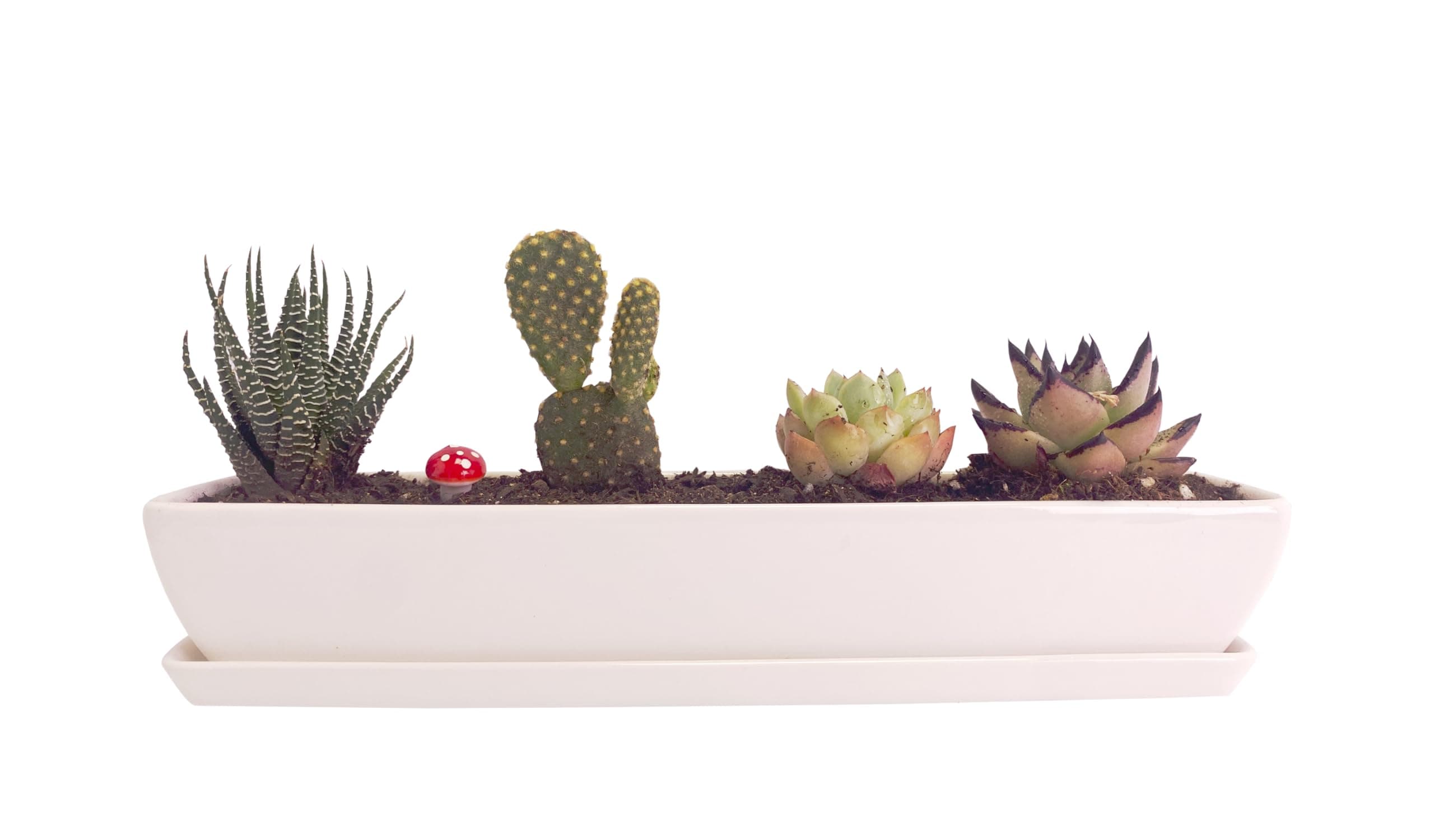 SWONVI Long Rectangle White Ceramic Succulent Planter Pots with Ceramic Saucers/Mini Flower Plant Containers wPlant Window Boxes for Office/Home, 11 x 2.36 x 1.64inch (1 pcs Rectangle Pot)