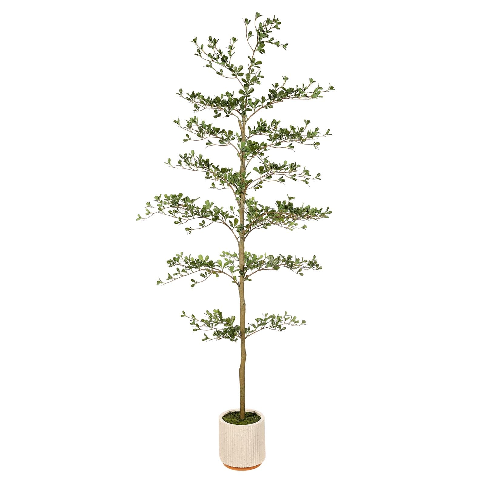 FEELEAD Faux Black Olive Tree 7ft with Natural Branches and Realistic Leave | Realistic Artificial Shady Lady Tree 7 Feet with Planter Indoor Fake Black Olive Trees for Modern Home Living Room Decor