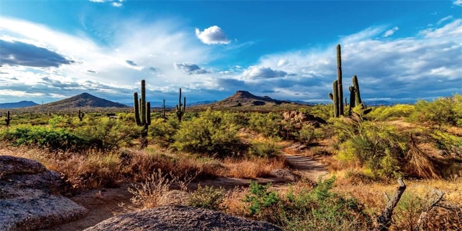 YongFoto Reptile Terrarium Background 48x20 inch Western Wilderness Desert Rocky Bush Thorns Mexico Saguaro Cactus Reptile Habitat Tank Background Bearded Dragon Fish Tank Aquarium Background Backdrop