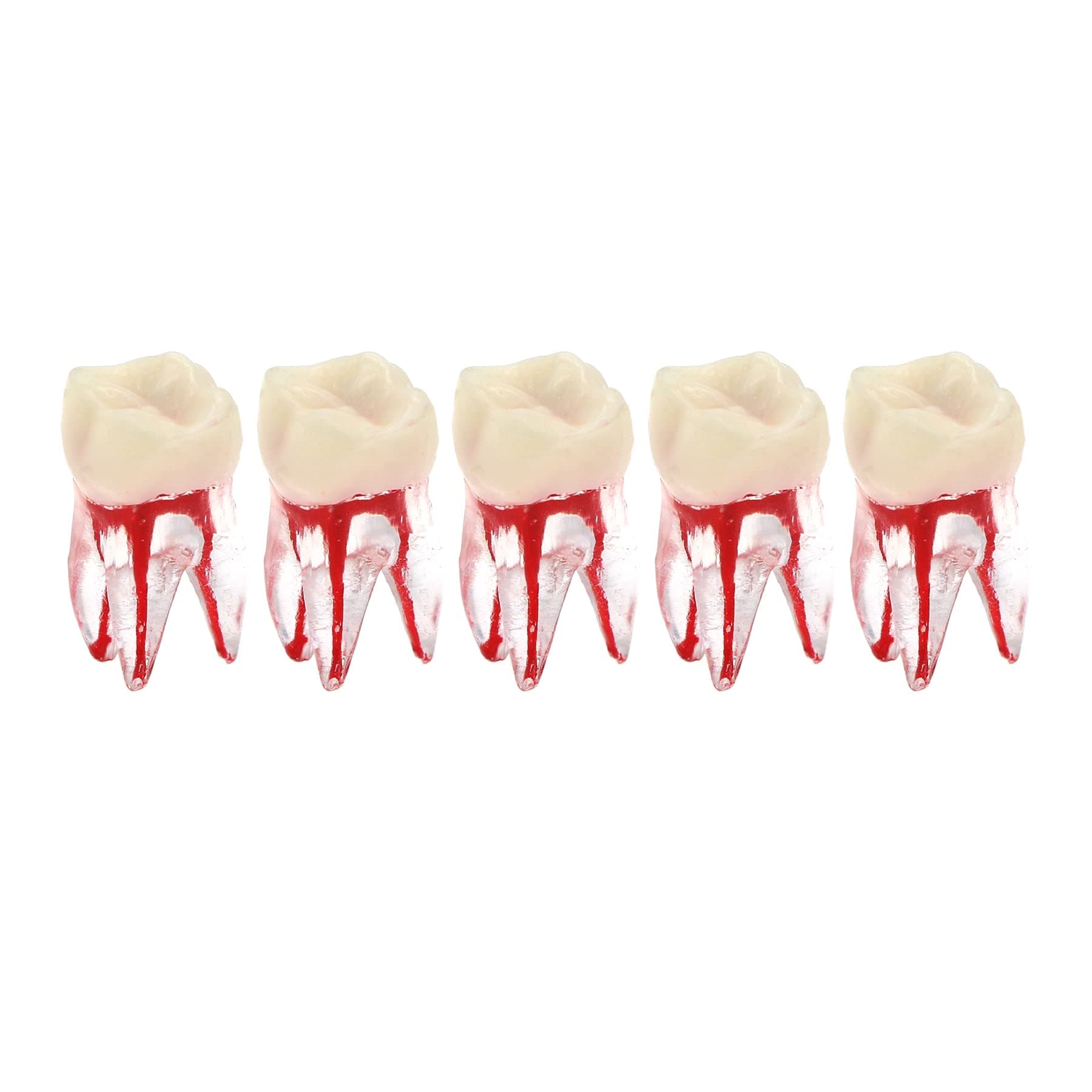 5Pcs Dental Root Canal Pulp Cavity Teeth Model Endodontic Practice RCT Typodont M8007 11# 14# 16# 21# 33# 34# 35# 36# 44# 45# Practicing Study Teach (5Pcs-M8007-16#)