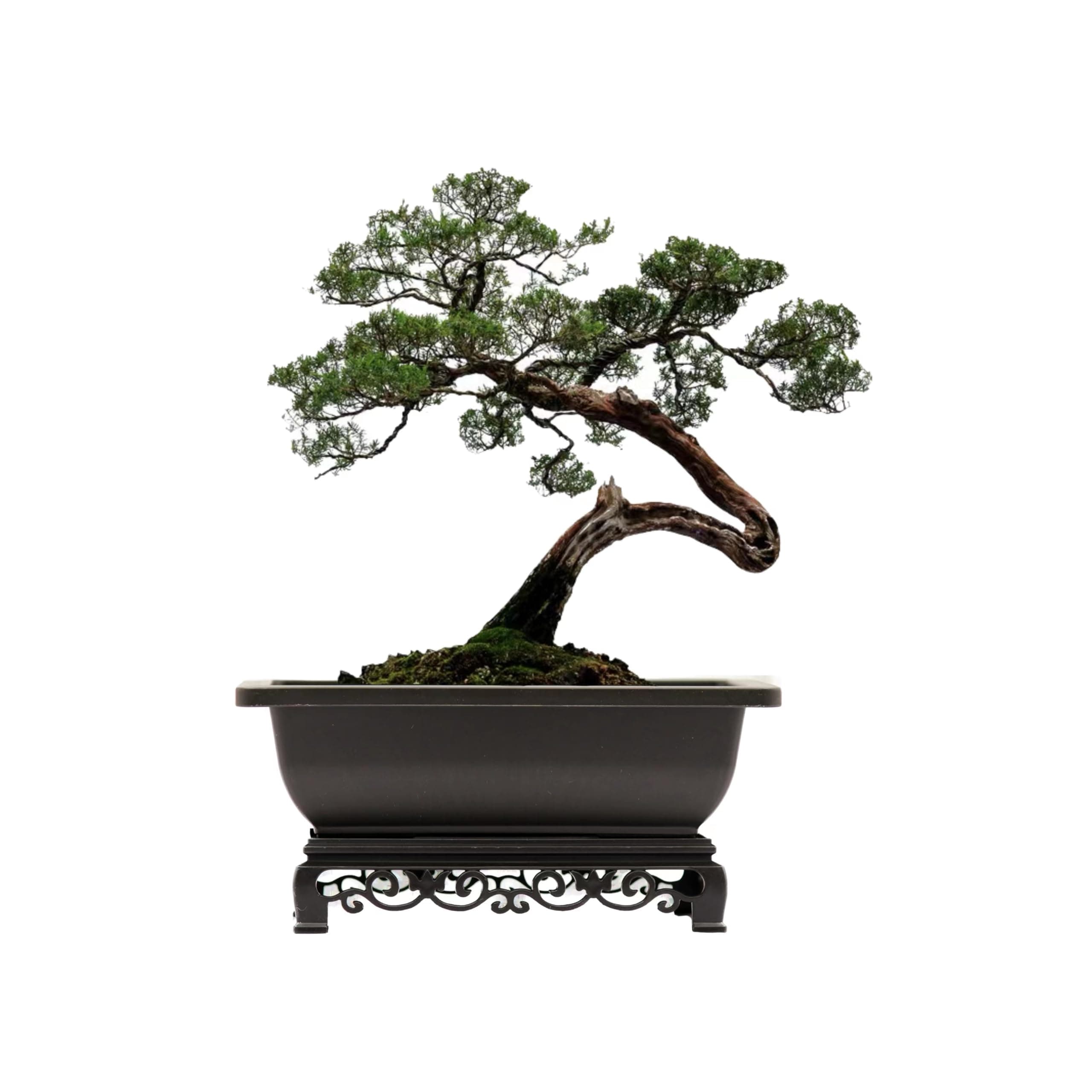 Cotta Planters Bonsai Pot – 2-Pack 11.5 Inch Bonsai Training Pot with Eelegant Stand – Antique Brown Bonsai Pots with Mesh Drainage – Luxurious Bonsai Tree Pots Indoor Made with Recycled Plastic
