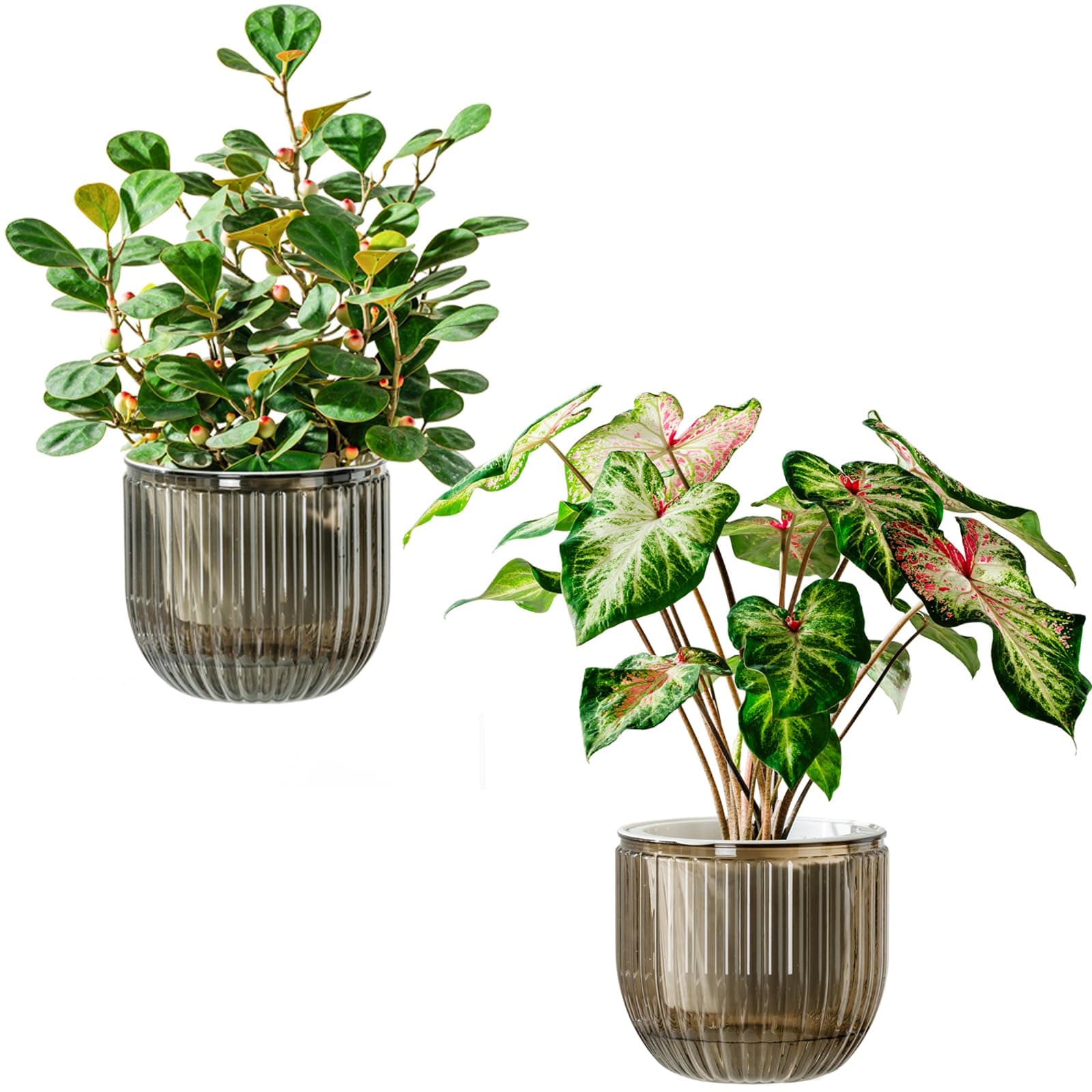 Self Watering Plant Pots for Indoor Flower Pots, 6.5 Inch 2 Pack Planters Plant Pots Indoor with Drainage for Houseplants, Succulent, African Violets and Cactus