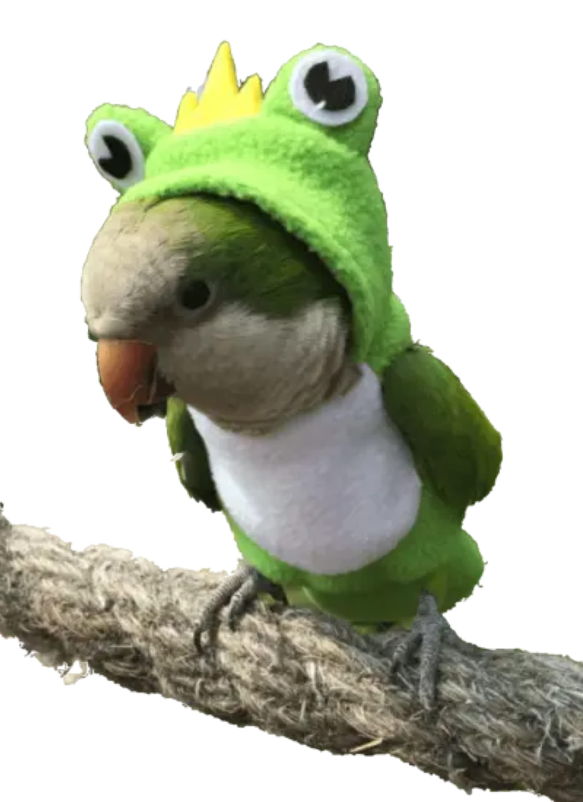 YANQIN Bird Costume Diaper Flight Suit Frog Shape Hoodie Clothes Cosplay Photo Prop for Parrots Parakeet Cockatiel Sun Conure, Small Animals Apparel (Green with Diaper, Small), (BPF1)