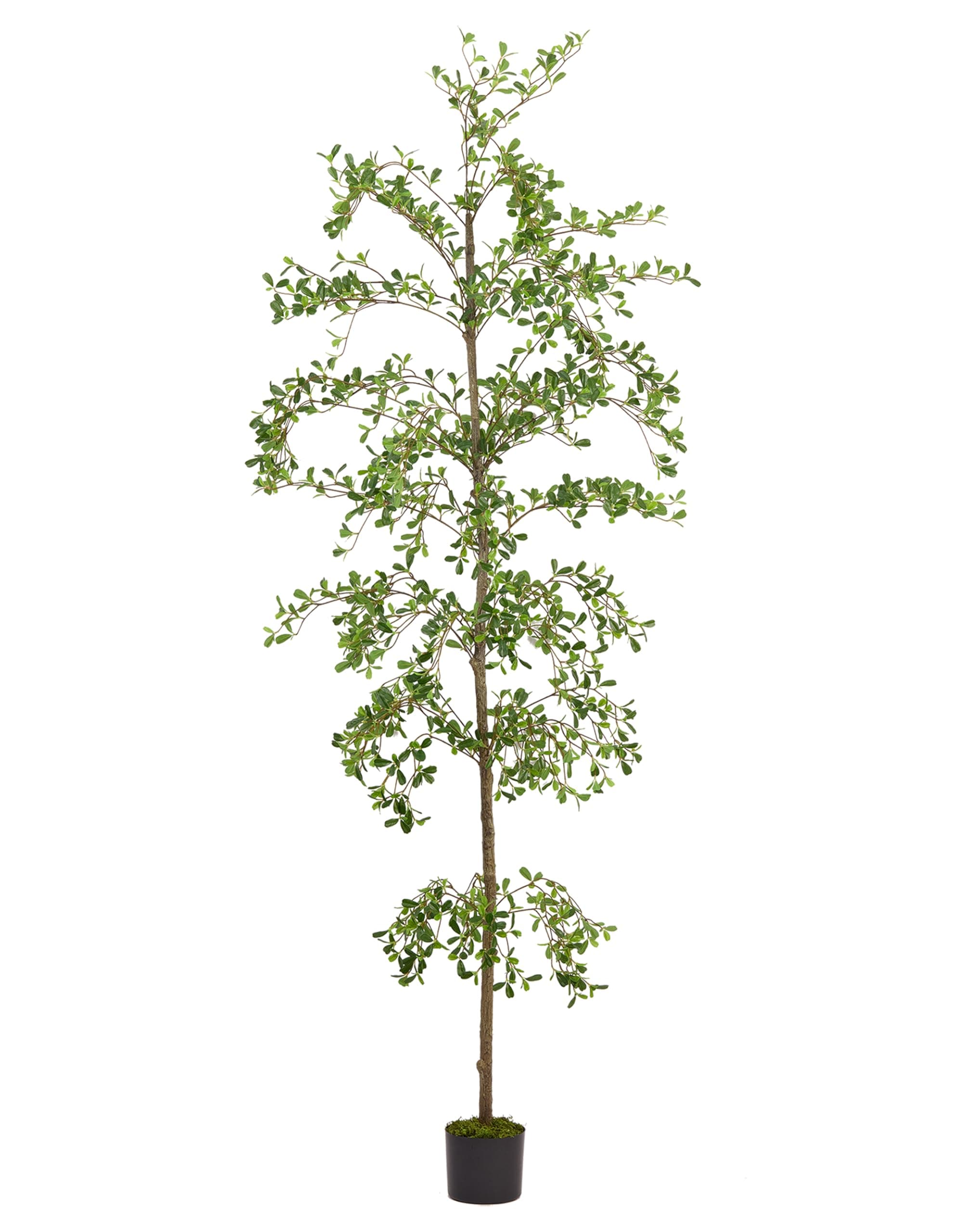 Shady Lady Faux Tree 7ft Black Olive Tree Artificial Tall Indoor Plant