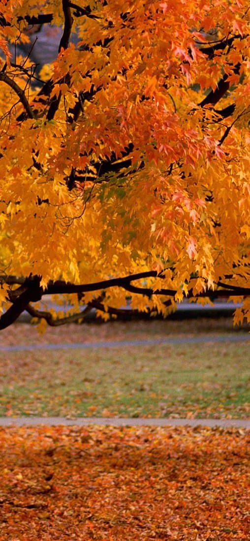 PeelitStickit, Beautiful Nature Wall Murals, ID-0402