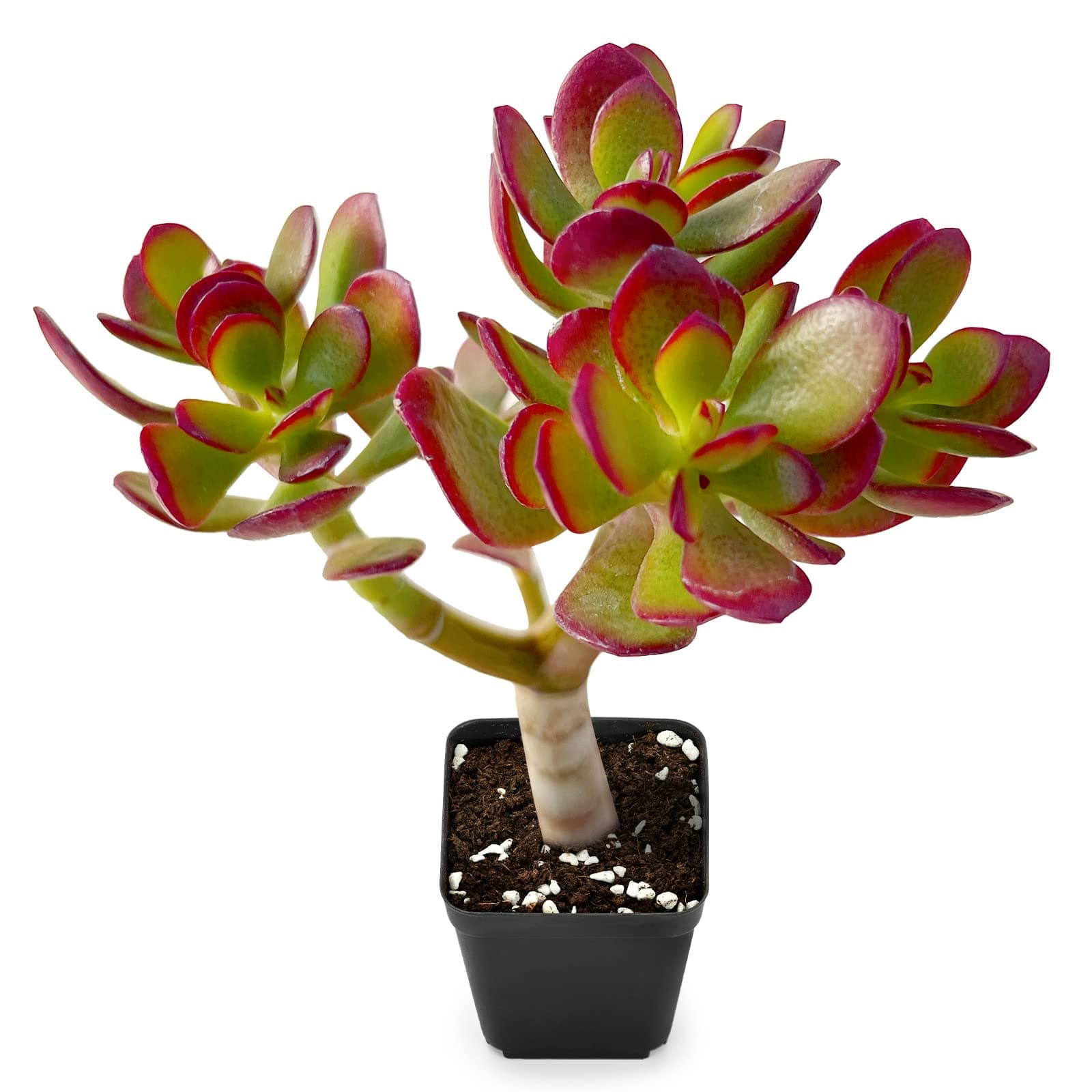 Sprout N Green Dwarf Jade Crassula Ovata Crosby's Compact Succulent Plant