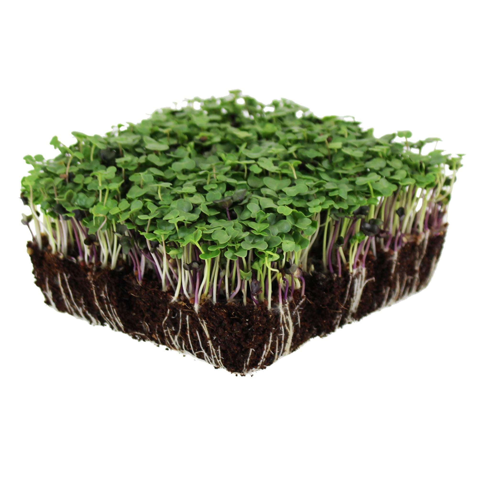 Bulk Salad Mix Microgreens Seeds – 4 Oz – Non-GMO Blend of Broccoli, Kale, Kohlrabi, Cabbage & Arugula – High-Germination for Indoor Micro Greens, Hydroponic Growing & Home Gardening