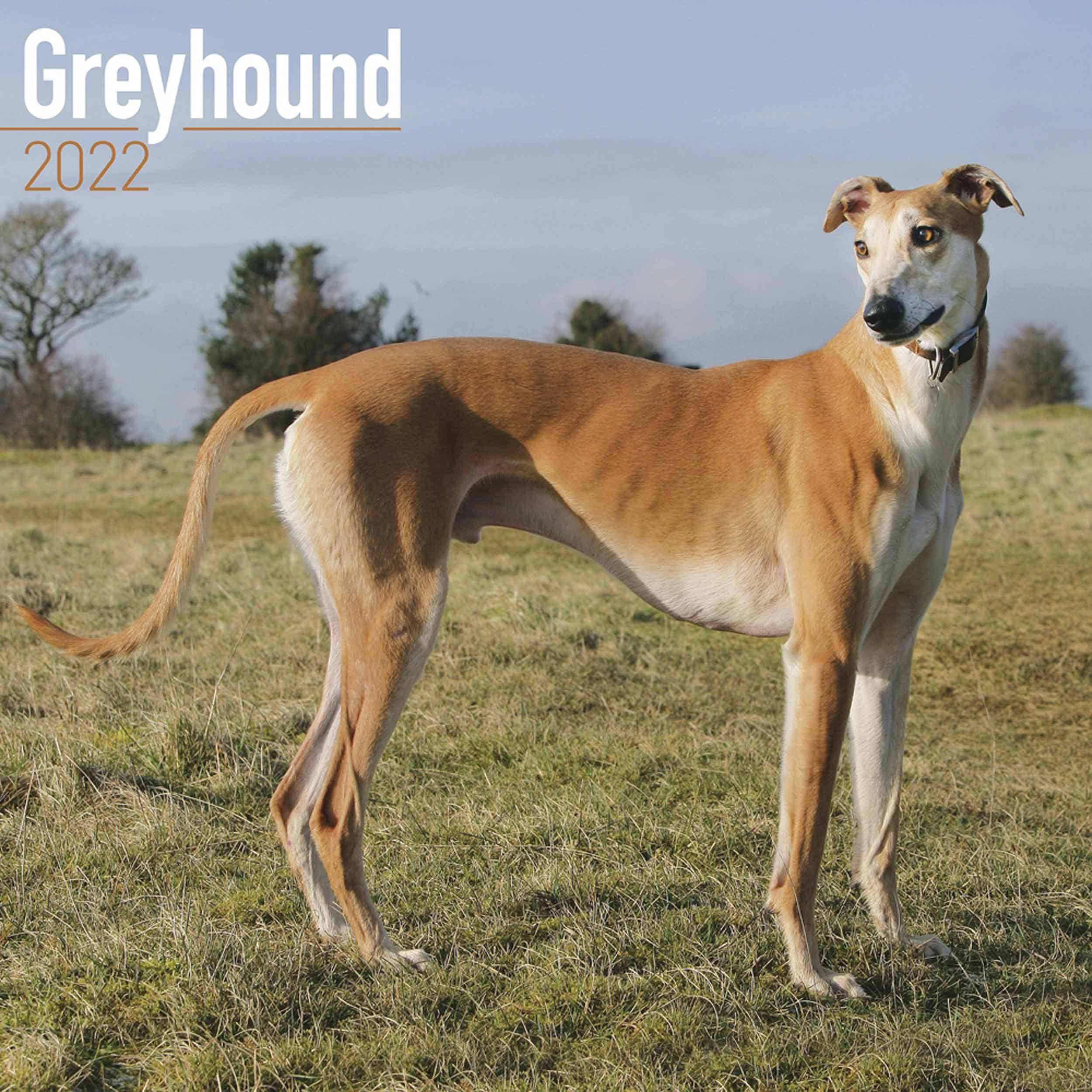 Greyhound Calendar - Dog Breed Calendars - 2021 - 2022 wall calendars - 16 Month by Avonside