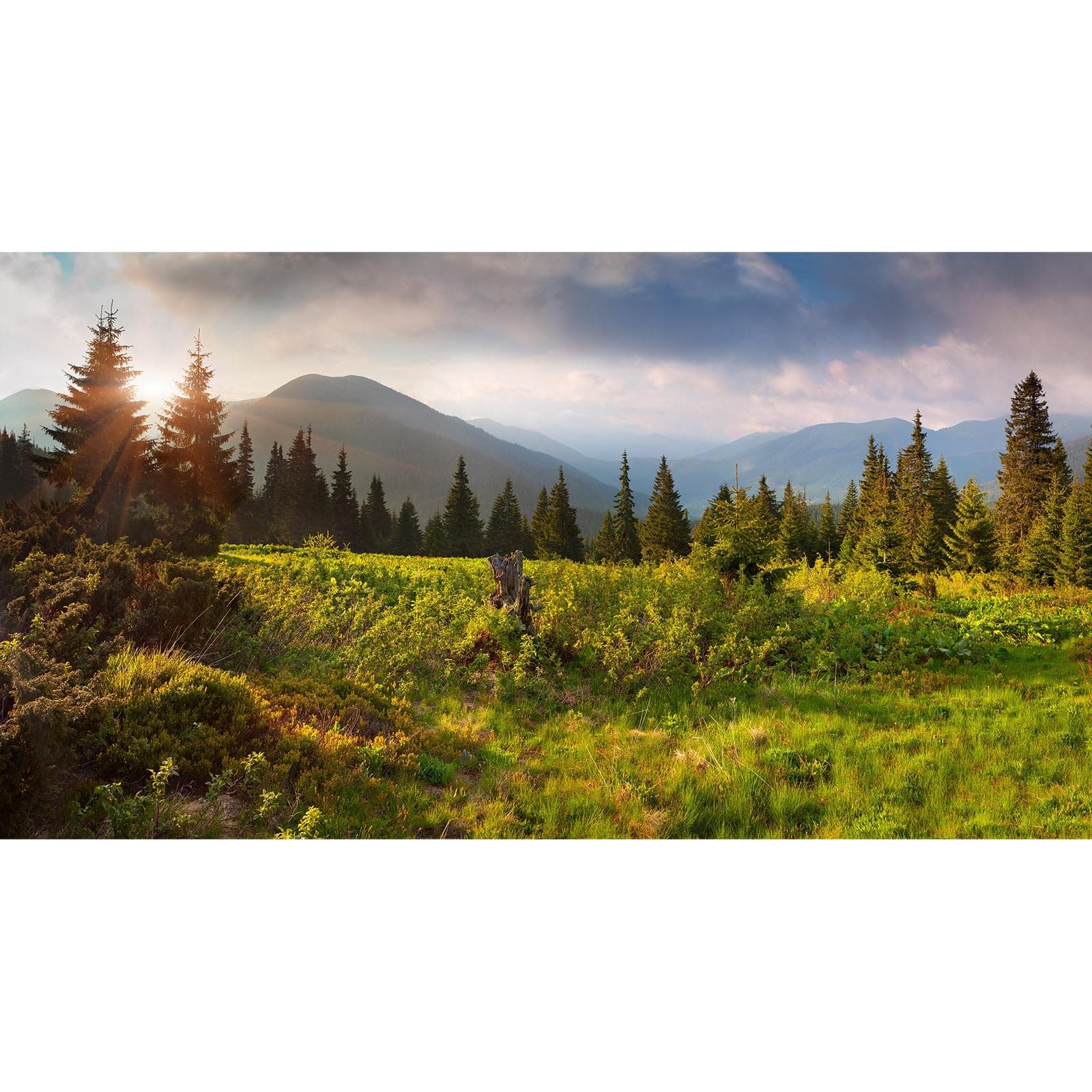 Spring Natural Scenery Background Mountains Trees Green Grass Jungle Photography Backdrop Sunshine Pine Tree Photography Background for Adults Portraits Photo Studio Decor 15x8ft