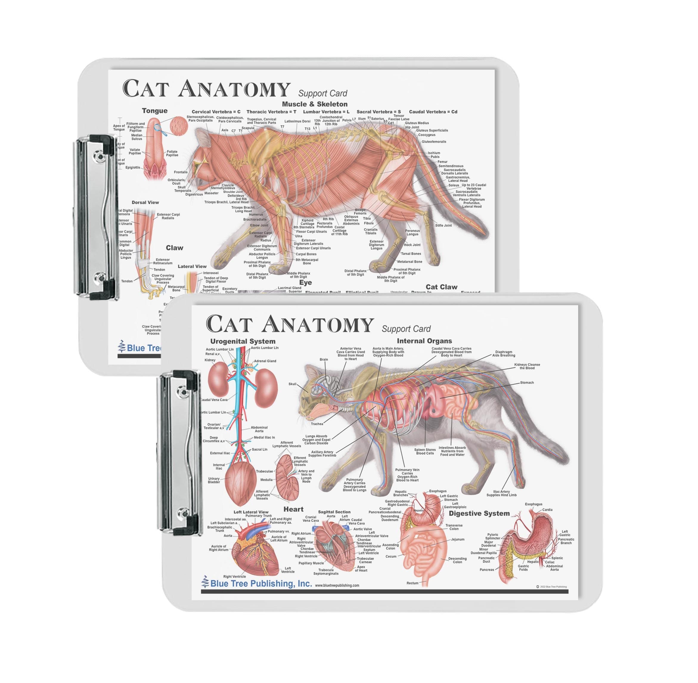 Cat Anatomy (a4 clipboard)