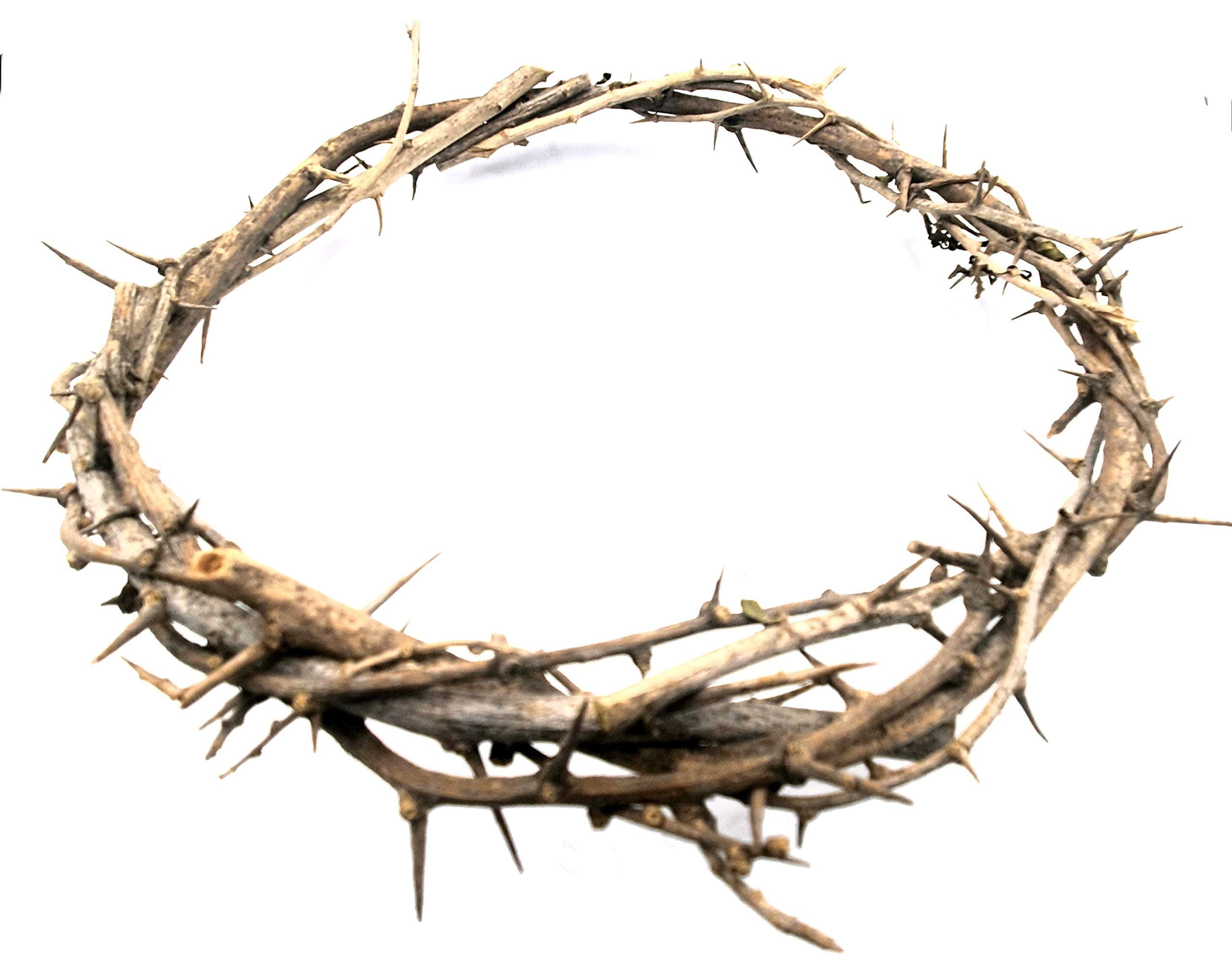 ZULUF 7.5" Crown of Thorns from Bethlehem Jerusalem – Authentic Holy Land Passion of Christ Gift Boxed Ornament HLG027