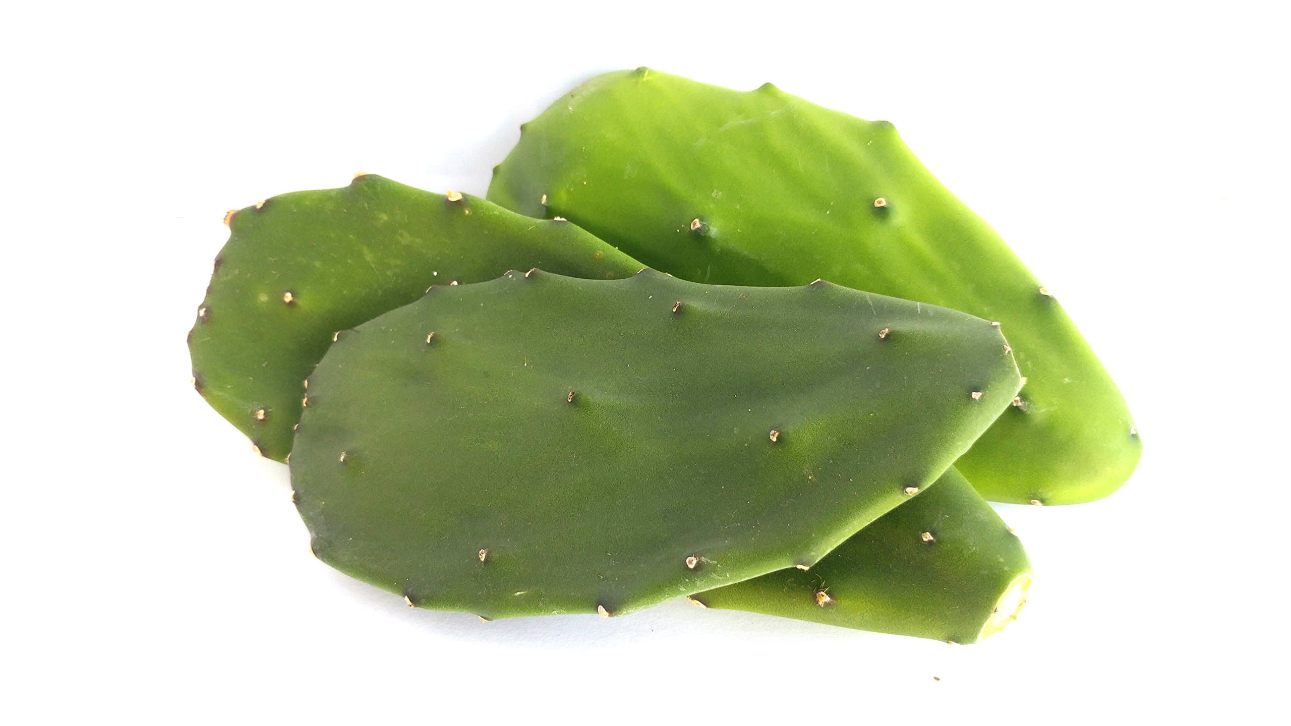12-Oz Fresh Tortoise Turtle Iguana Reptile Super Food Spineless Opuntia Prickly Pear Cactus