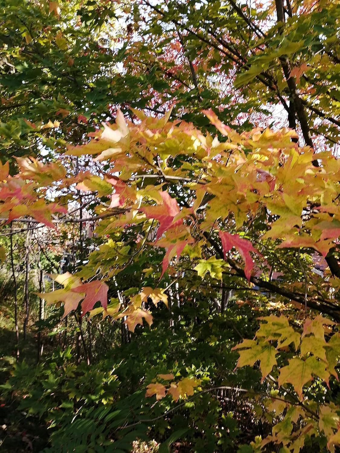 Hundredfold Sugar Maple Tree Seeds (30) – Acer Saccharum | Canada Native Hard Maple for Reforestation, Ecological Restoration & Habitat Projects | Cold-Hardy, Non-GMO