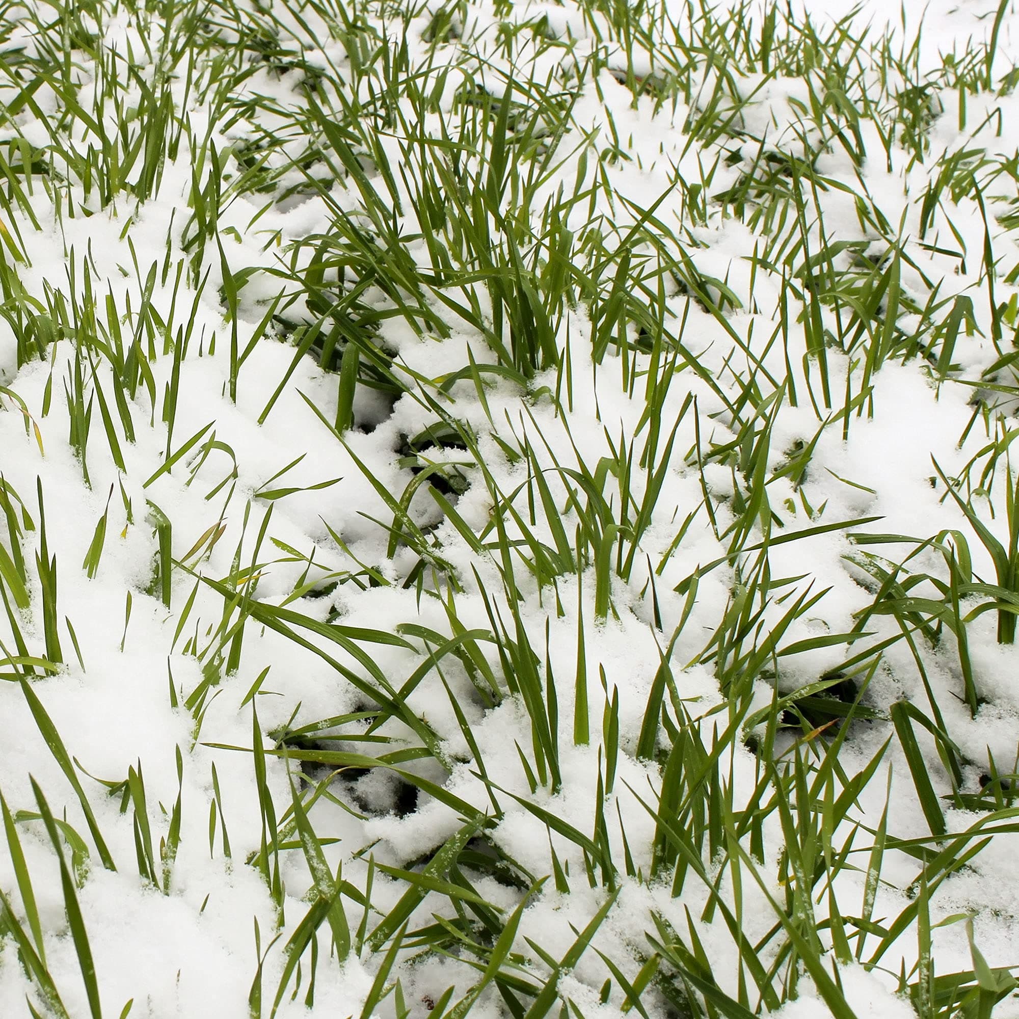 Mountain Valley Seed Co No-Till Winter Rye Cover Crop Seeds - 5 Lb