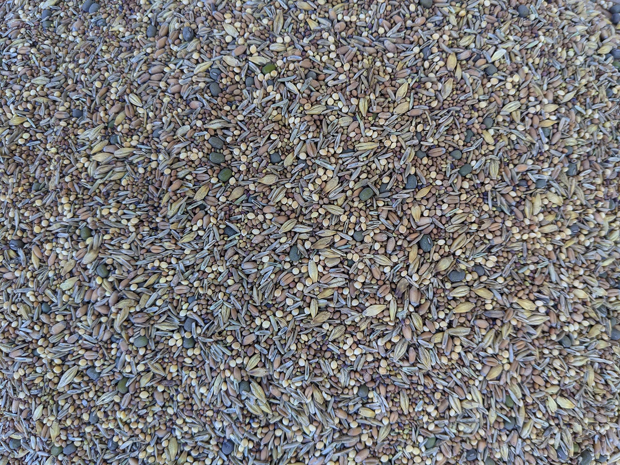 Premium Chicken Poultry Pasture Forage and Fodder Seeds (1-lb. Bag) - [33% Each: Clovers, Supplemental, Grains]