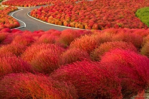 100pcs Rare Kochia Bassia scoparia Burning Bush Ornamental Plants Grass Pot Plant, Summer Cypress, germinate Quickly, Hardy Perennial Flower Seeds