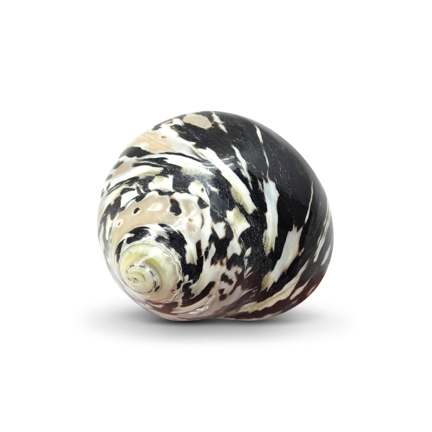 Nautical Crush Trading Turbo Shell | Magpie Polished Shell | Magpie 2-2.5" TM