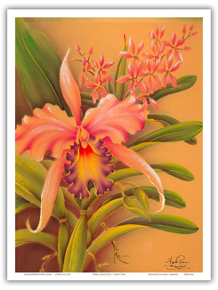 Pink Cattleya Orchid Hawaii - Vintage Hawaiian Airbrush Art by Frank Oda (Hale Pua Studio) c.1940s - Master Art Print (Unframed) 9in x 12in