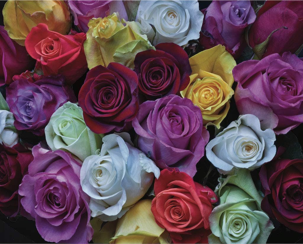 Hart Jigsaw Puzzle 1000 Piece 24" x 30" X-Large Palette of Roses by William Carr