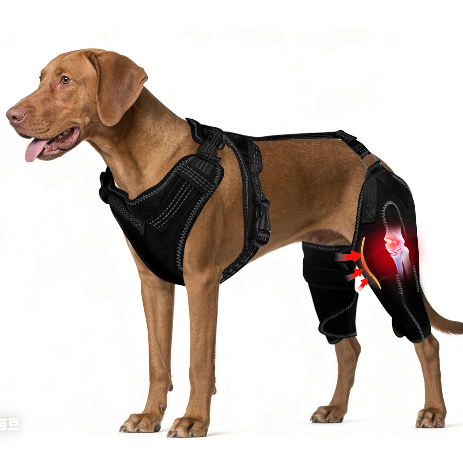 Arvion Dog Knee Brace for Torn ACL Hind Leg, Adjustable Dog Leg Braces for Back Leg with Metal Stabilizers, Better Recovery Knee Brace for Rear Leg Cruciate Ligament Injuries