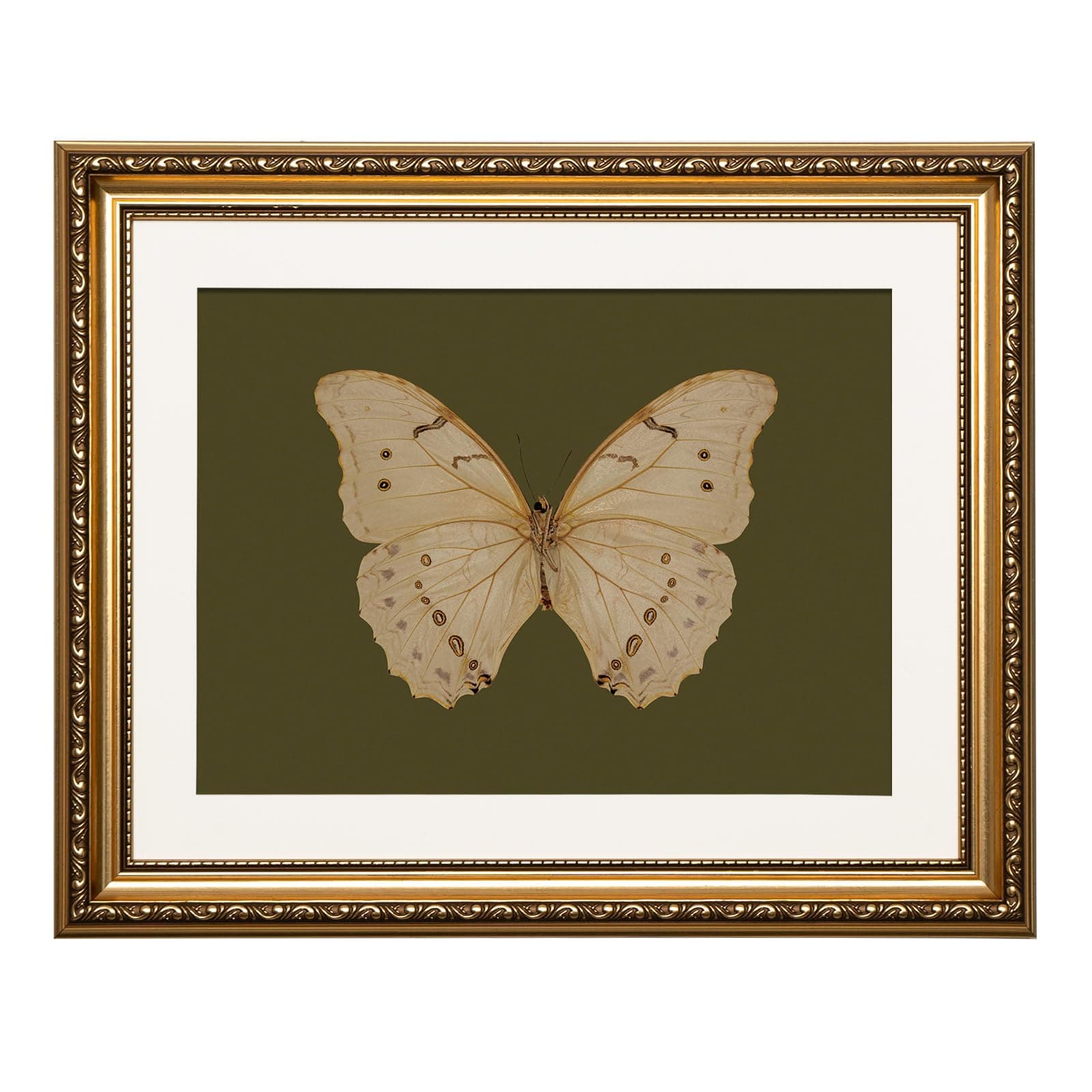 ARPEOTCY Vintage Gold Framed Wall Art, 13x16 inch Classical White Butterfly Paintings, Dark Moody Green Canvas Prints Artwork with Antique Picture Frame, Victorian Wall Decor for Gallery Living Room
