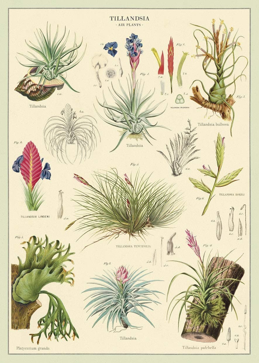 Cavallini Decorative Wrap Poster, Air Plants, 20 x 28 inch Italian Archival Paper (WRAP/AP)