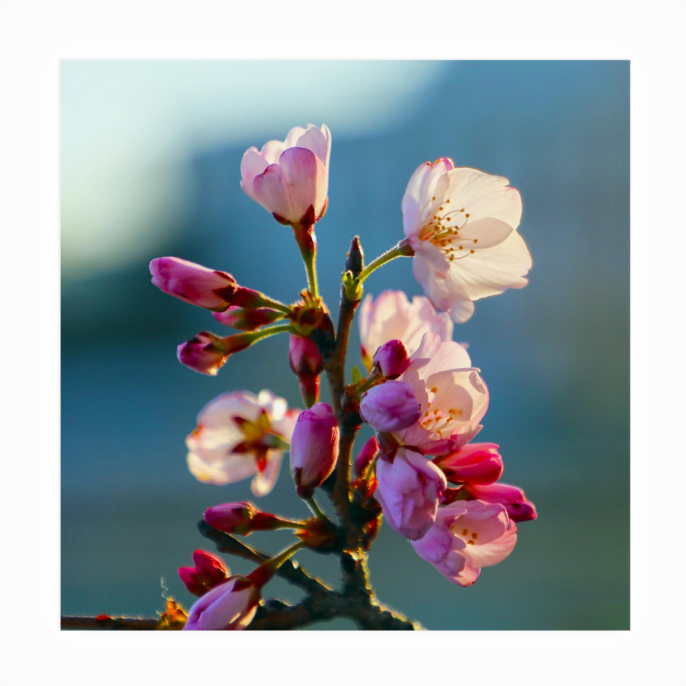 Trademark Fine Art Outdoor Canvas Art - Mich Catanzaro 'Cherry Blossom' Wall Art for Outdoor Spaces, Patios, or Gardens