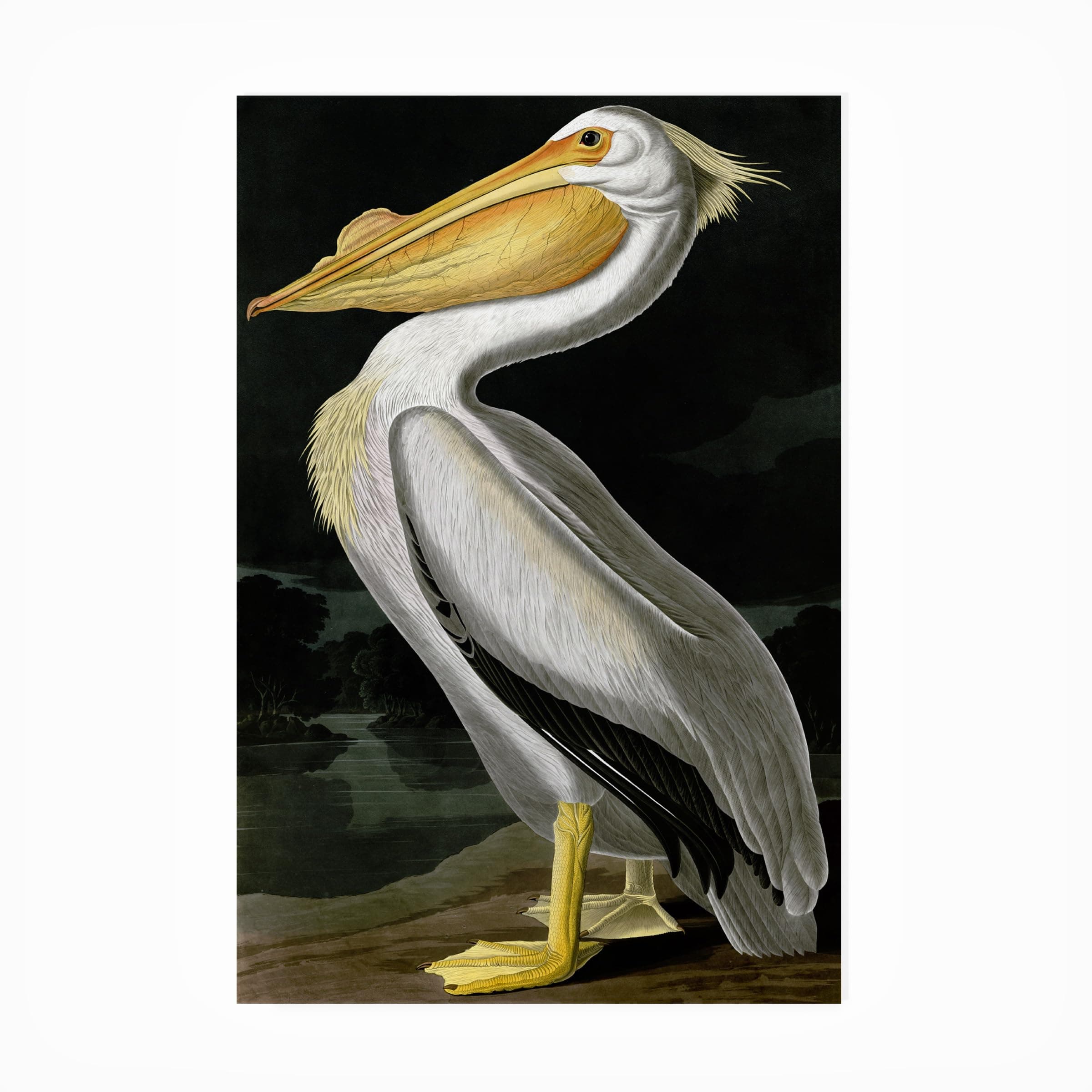 Trademark Fine Art Outdoor Canvas Art - John James Audubon 'American White Pelican' Wall Art for Outdoor Spaces, Patios, or Gardens