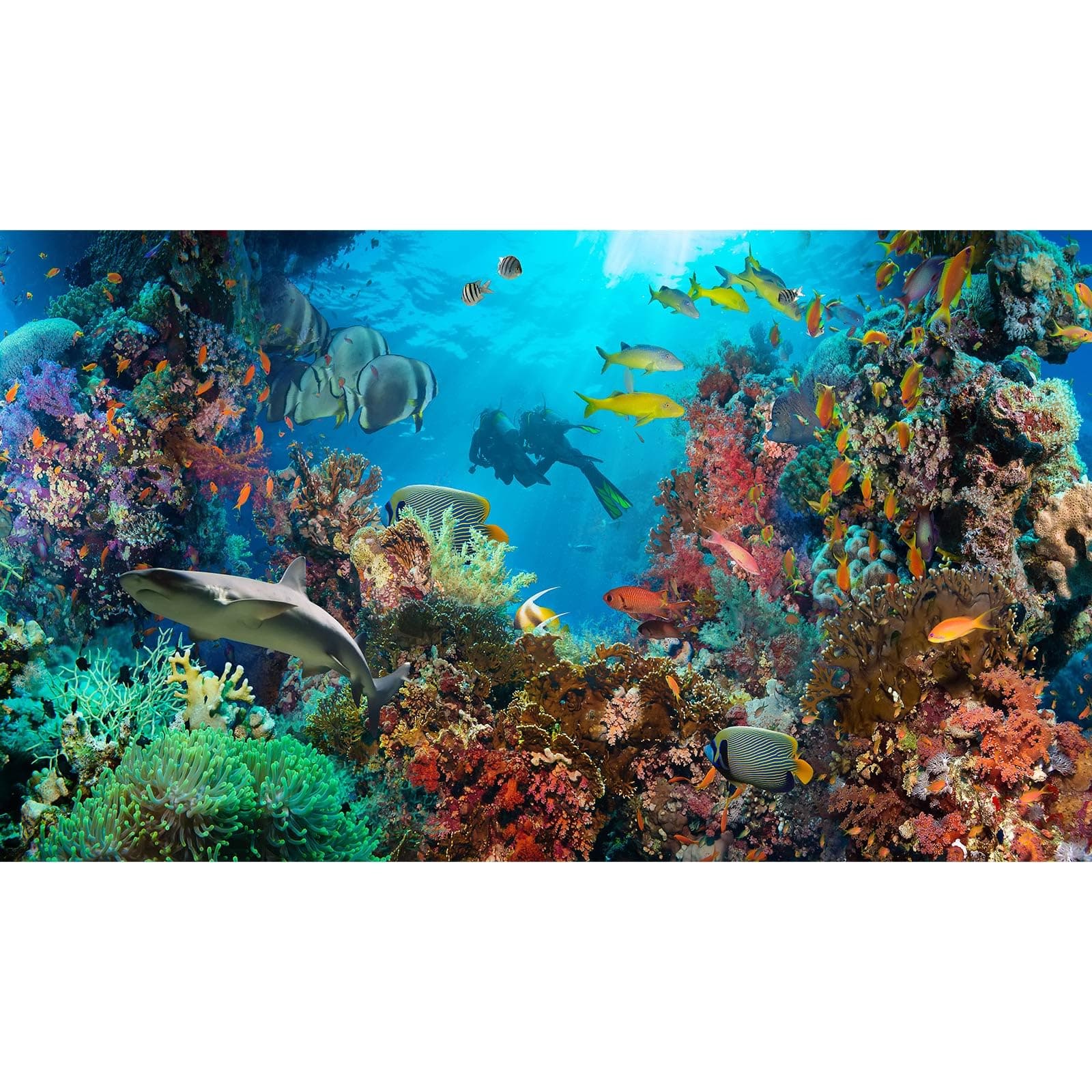Under The Sea Aquarium Background Tropical Anthias Fish With Net Fire Corals On Red Sea Reef Fish Tank Background Underwater Marine World Fish Tank Decors Undersea Aquarium Backdrop Poster 36x24in