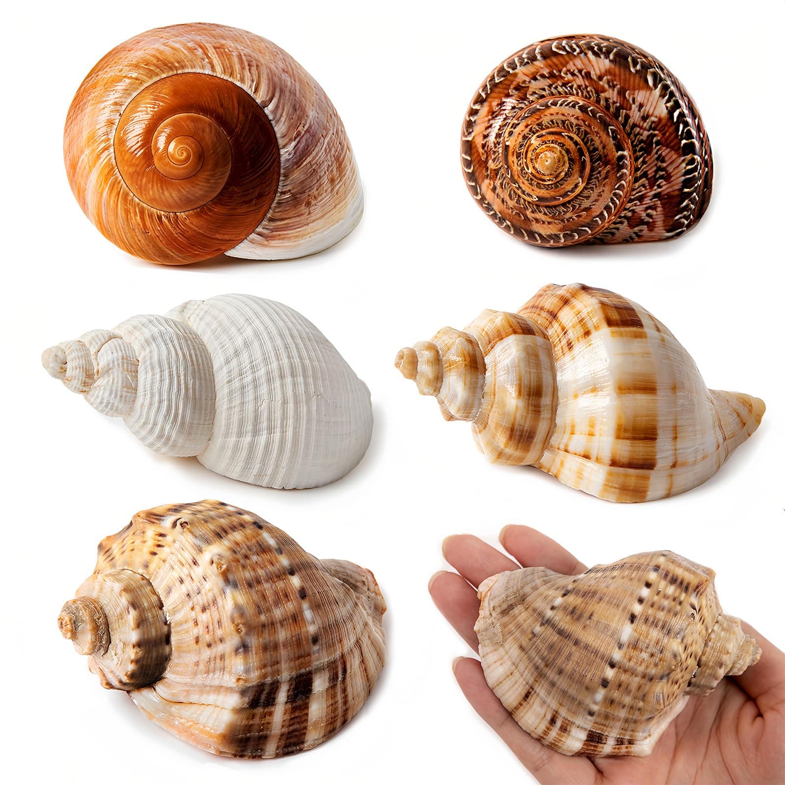 WeDoSoy Pack of 5 Hermit Crab Shells, Natural Medium and Large Sea Shell Size 7.1 cm - 9.9 cm, Turbo Shells for Hermit Crab Accessories and Beach Decoration, Large Shells