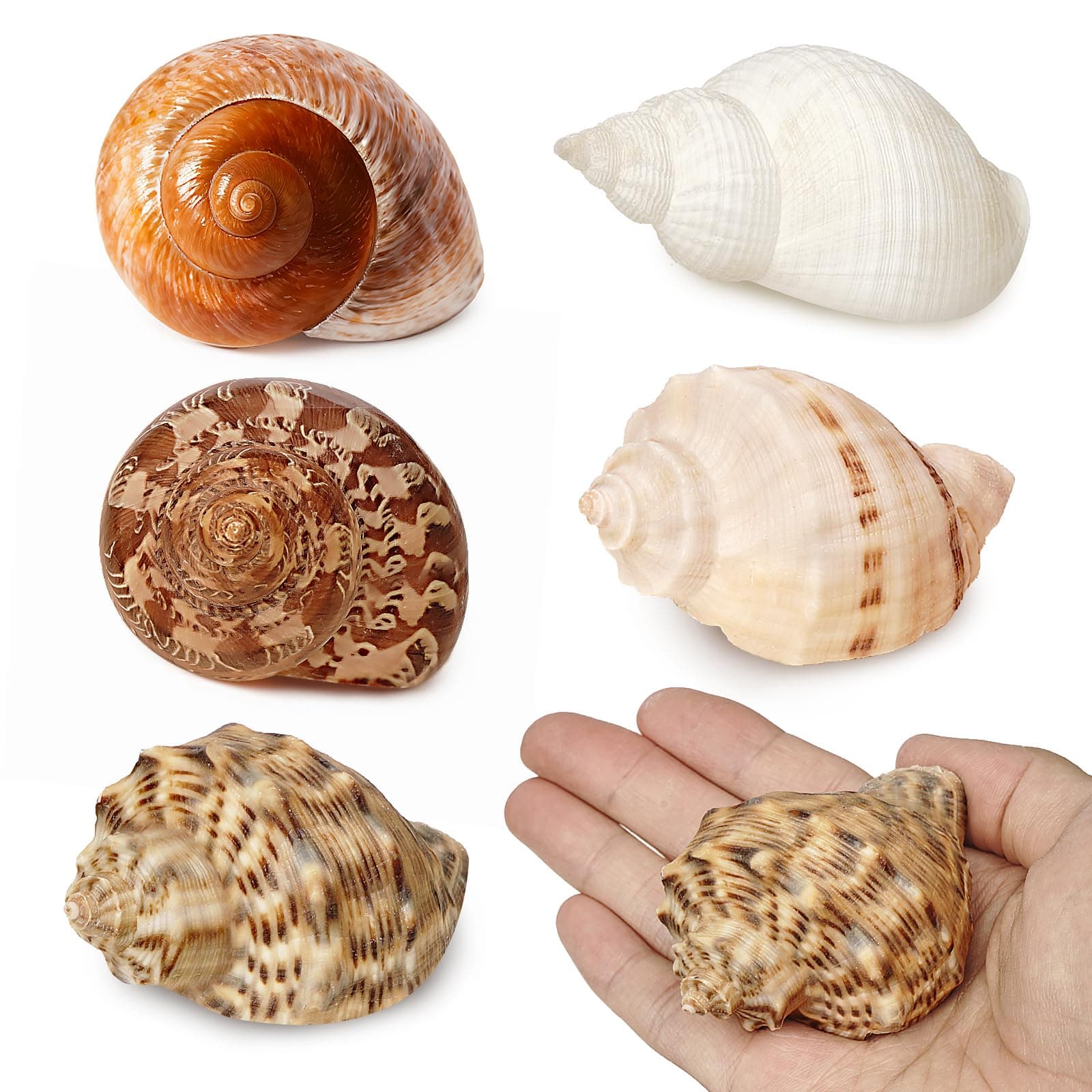 5Pcs Large Hermit Crab Shells Natural Sea Conch Size: 3"-3.5" Turbo Seashells for Hermit Crab Supplies Hermit Crab House for Décor No Paint or Dye